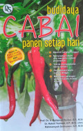 Budidaya Cabai Panen Setiap Hari